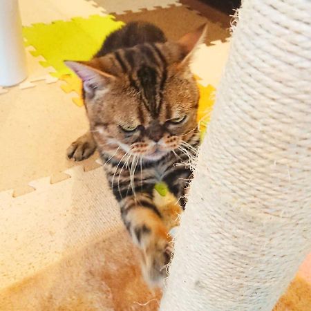 Kunisaki 猫と断食の宿 Cat Inn Neko מראה חיצוני תמונה