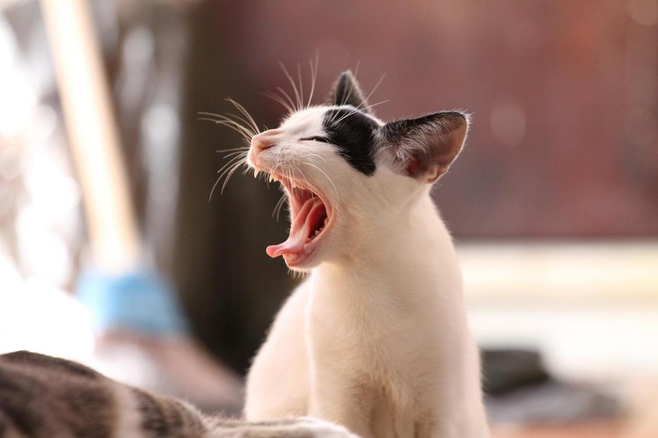 Kunisaki 猫と断食の宿 Cat Inn Neko מראה חיצוני תמונה