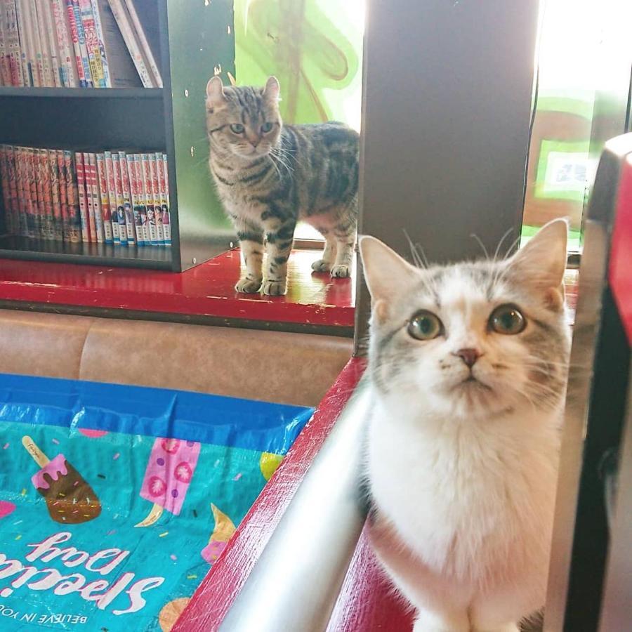 Kunisaki 猫と断食の宿 Cat Inn Neko מראה חיצוני תמונה