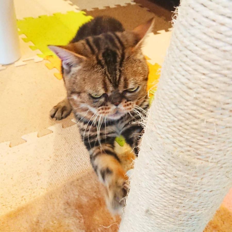 Kunisaki 猫と断食の宿 Cat Inn Neko מראה חיצוני תמונה