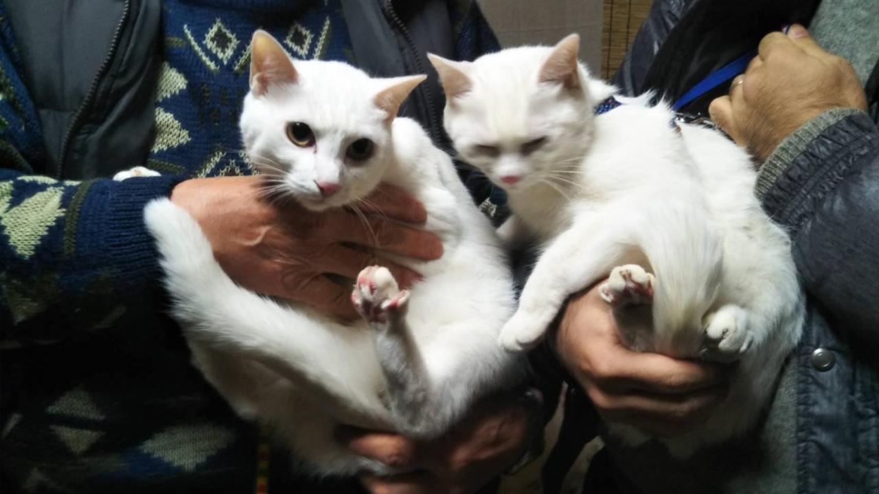 Kunisaki 猫と断食の宿 Cat Inn Neko מראה חיצוני תמונה